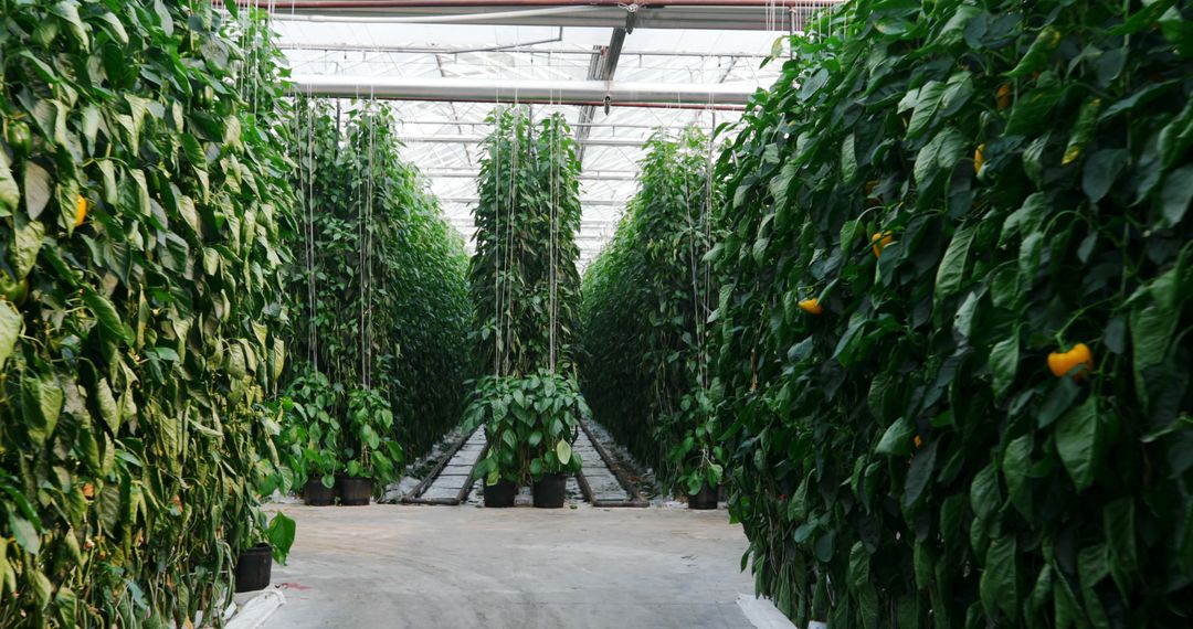 Modern Greenhouse with Vertical Farming of Bell Peppers - Free Images, Stock Photos and Pictures on Pikwizard.com