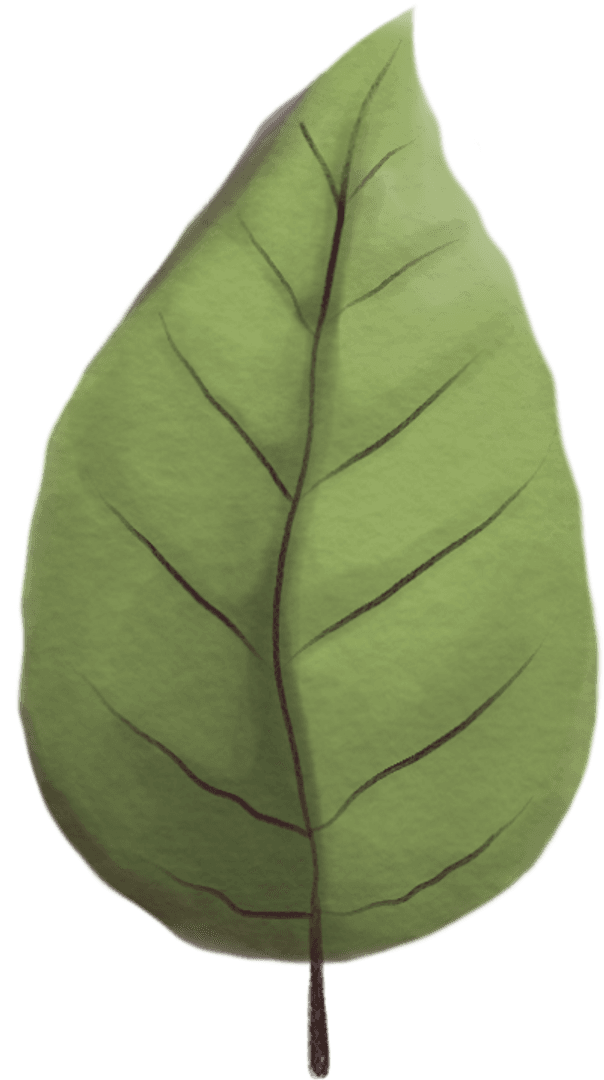 Botanical Illustration of Large Green Leaf on Transparent Background