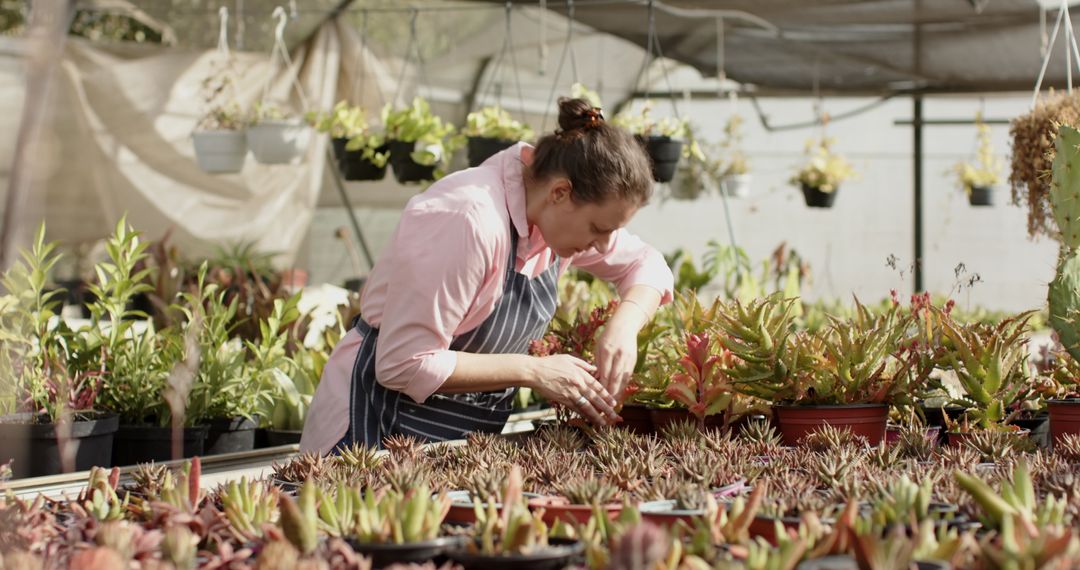 Woman Trimming Succulents in Serene Greenhouse Nursery