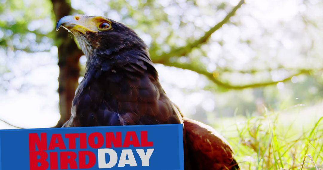 Majestic Eagle Celebrating National Bird Day in Nature - Free Images, Stock Photos and Pictures on Pikwizard.com