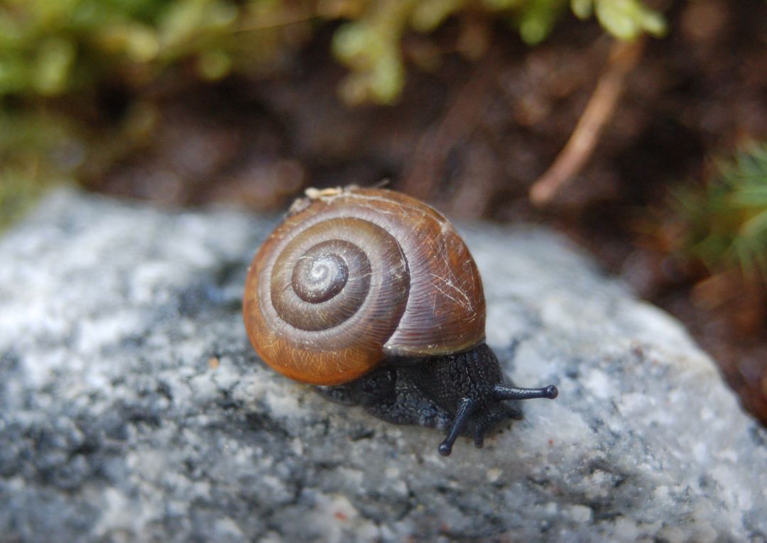 Close-Up of Snail on Rock in Garden - Free Images, Stock Photos and Pictures on Pikwizard.com