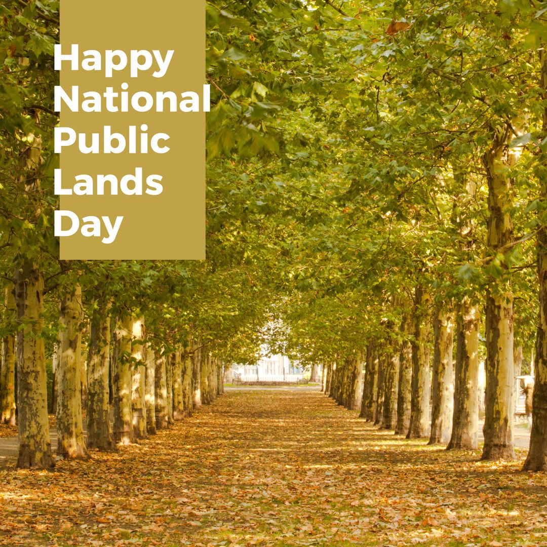 Celebrating National Public Lands Day with Serene Tree Lined Pathway