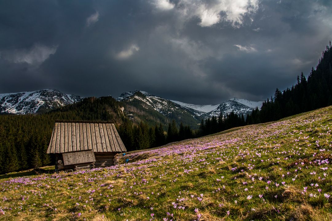 Stormy Alpine Meadow Showing Rustic Wooden Hut, Purple Crocus Carpet and Snow Peaks