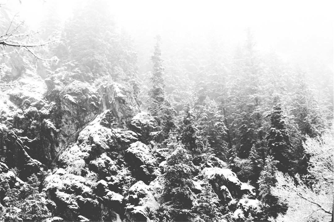 Forest trees snow  - Free Images, Stock Photos and Pictures on Pikwizard.com