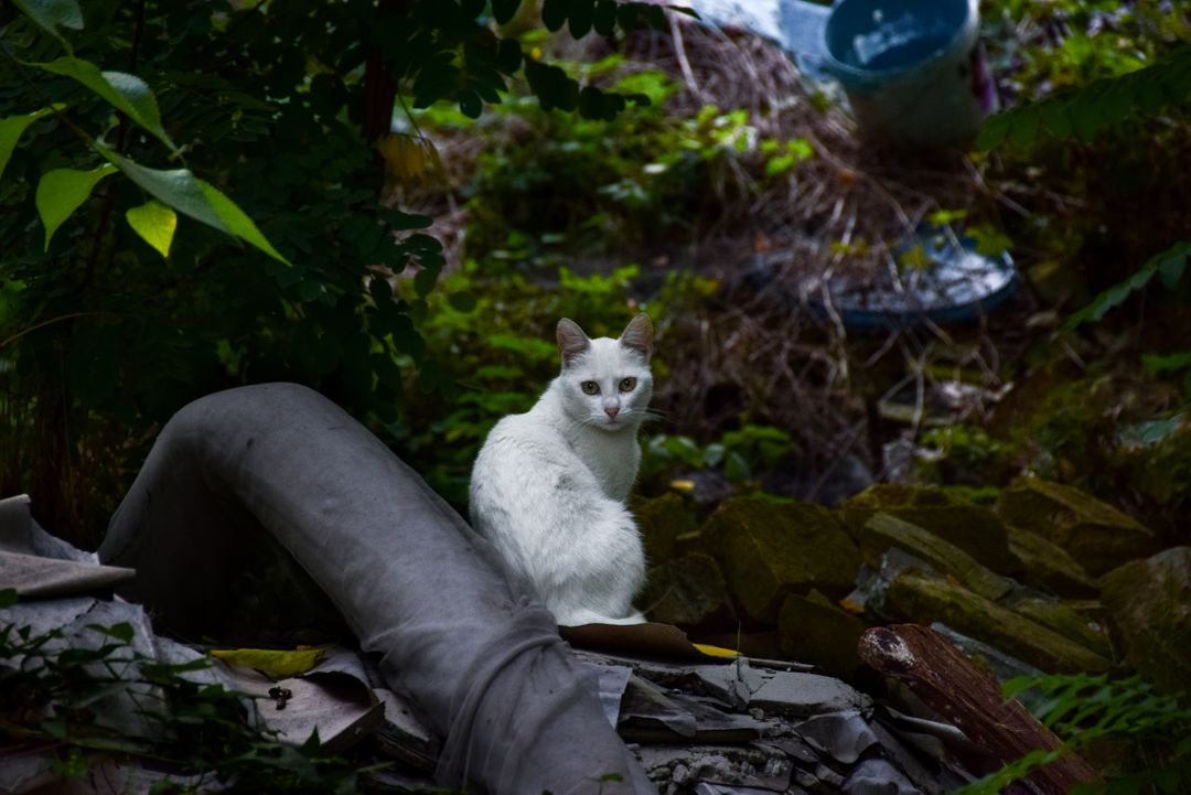 White Cat in an Overgrown Garden Amidst Discarded Items - Free Images, Stock Photos and Pictures on Pikwizard.com