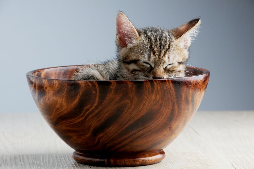 Adorable animal art bowl - Free Images, Stock Photos and Pictures on Pikwizard.com