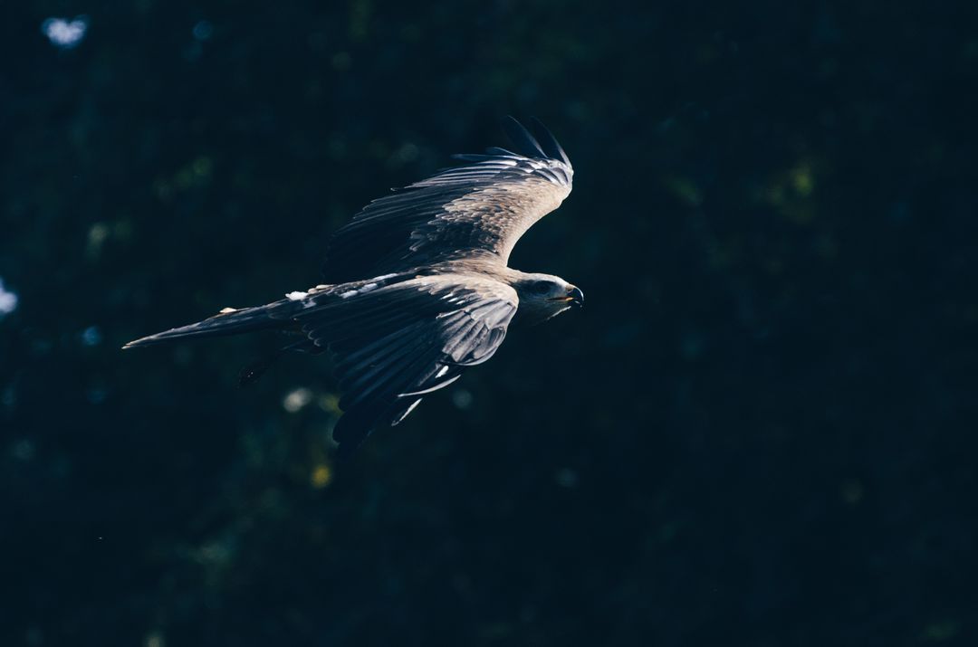 Soaring Kite Gliding Low Over Dark Forest Canopy in Dramatic Flight