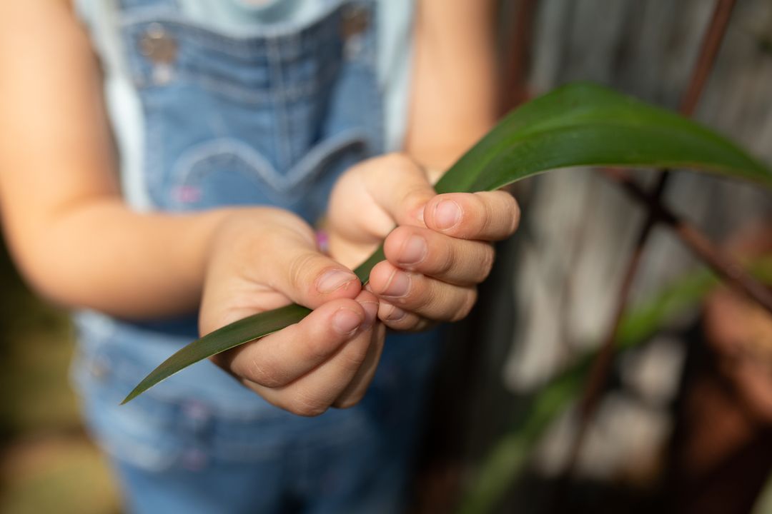 Child Holding Plant Leaves in Sunny Garden - Free Images, Stock Photos and Pictures on Pikwizard.com