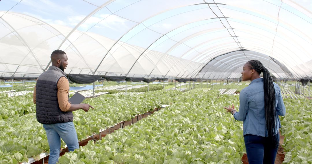 African American Farmers Discuss Hydroponic Lettuce Growth