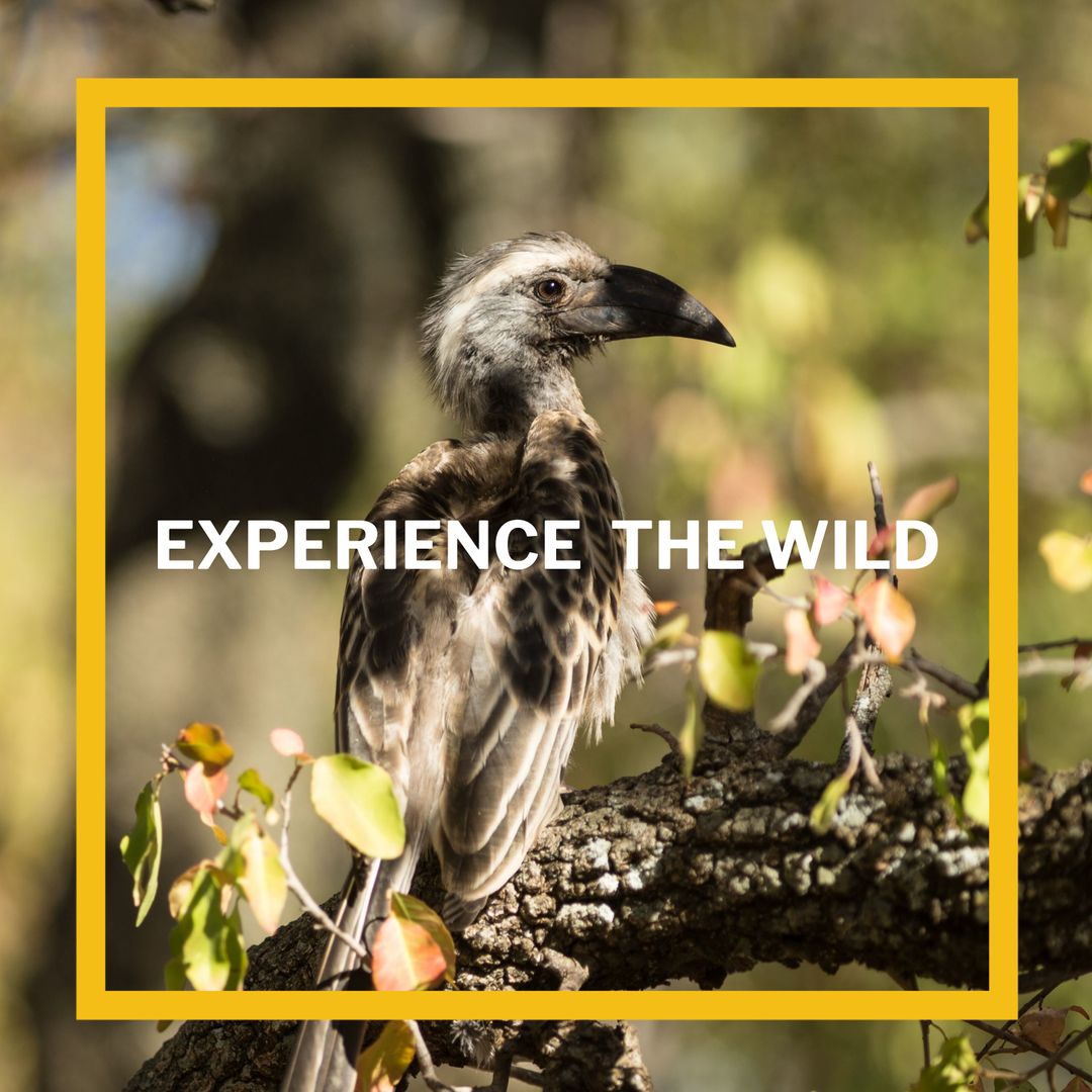 Adventurous Wild Bird Perched on Tree Branch