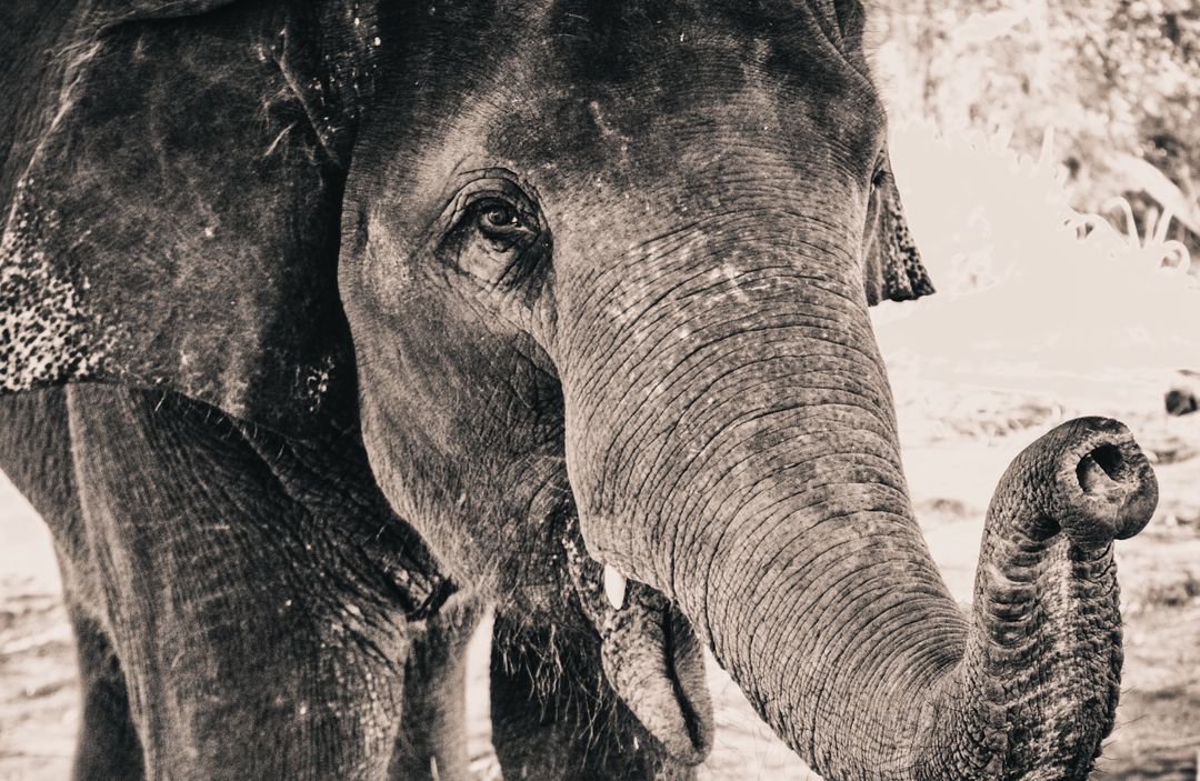 Close-Up Portrait of Asian Elephant Showing Wrinkled Skin, Raised Trunk and Expressive Eye in Sepia