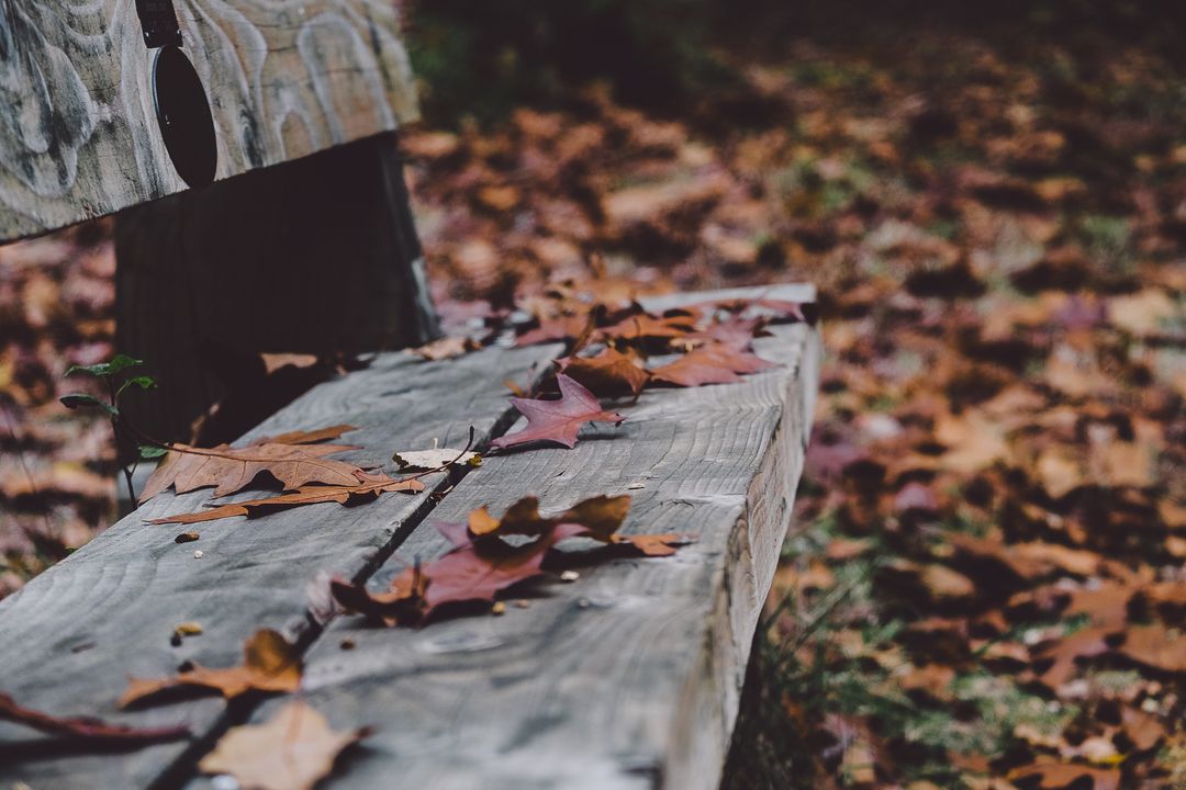 Autumn Leaves on Wooden Bench in Park - Free Images, Stock Photos and Pictures on Pikwizard.com