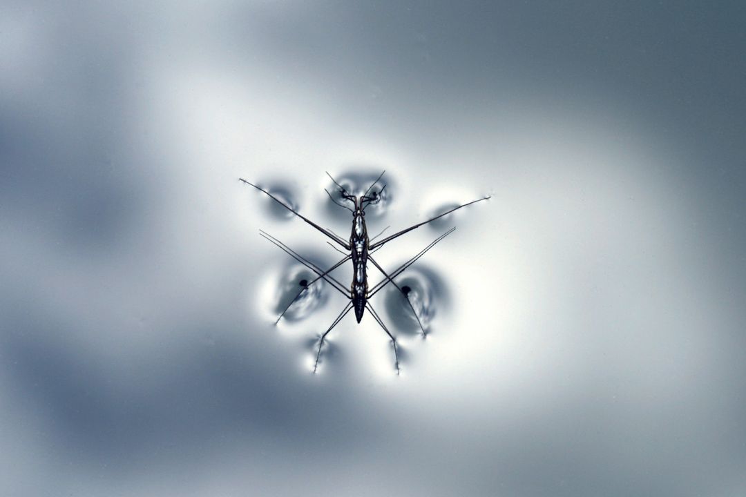 Insect water strider - Free Images, Stock Photos and Pictures on Pikwizard.com