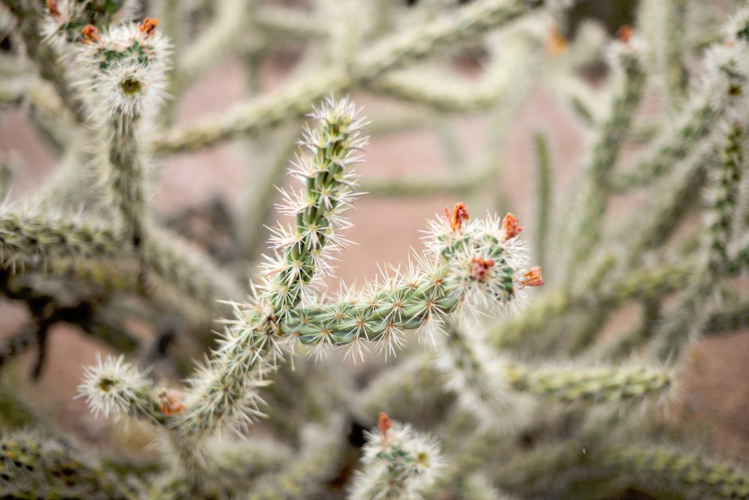 Close-up of Fuzzy Cactus in Desert Environment