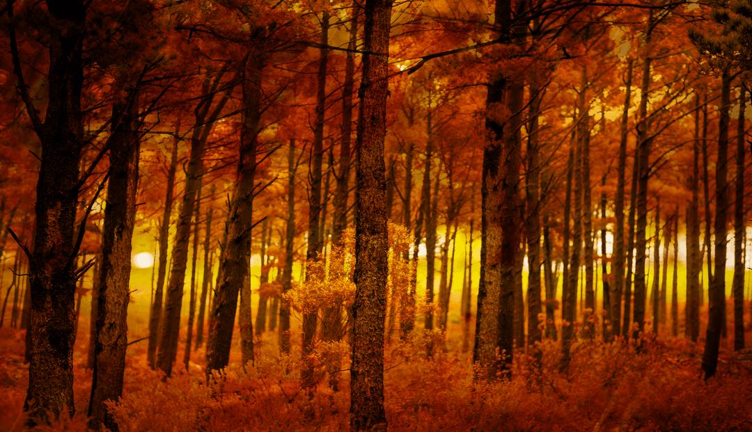Digital Transparent Autumn Forest with Vibrant Sunlight