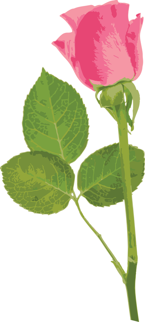 Digital Pink Rose Illustration with Leaves on Transparent Background - Download Free Stock Images Pikwizard.com