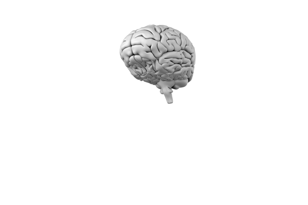 Transparent Digital Composite of Detailed Human Brain - Download Free Stock Images Pikwizard.com