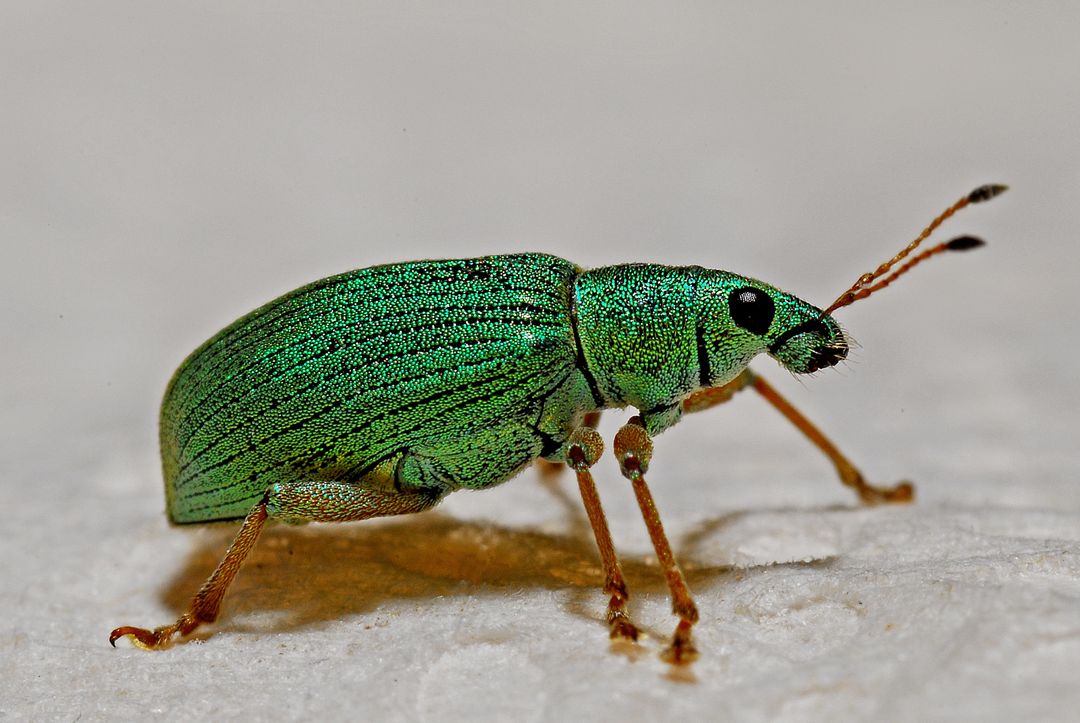 Close-up of Vibrant Green Beetle on White Background - Free Images, Stock Photos and Pictures on Pikwizard.com