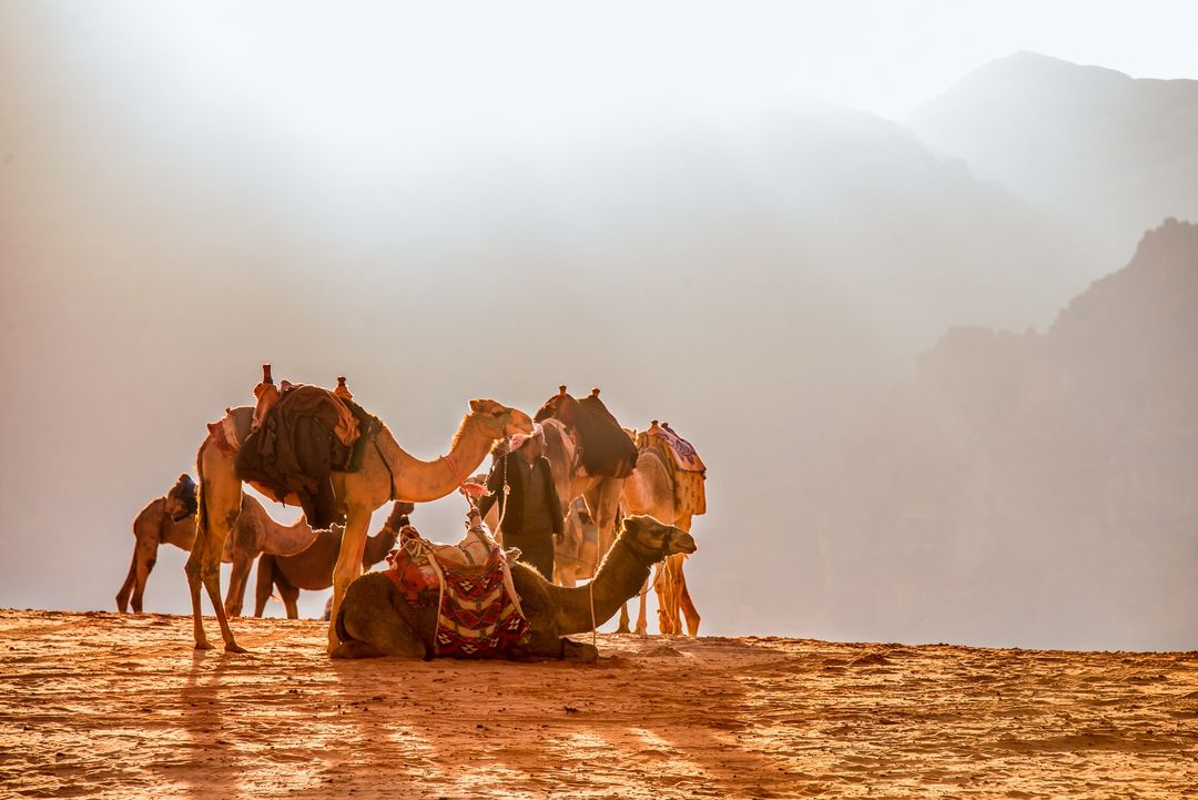 Camel desert dromedary jordan - Free Images, Stock Photos and Pictures on Pikwizard.com