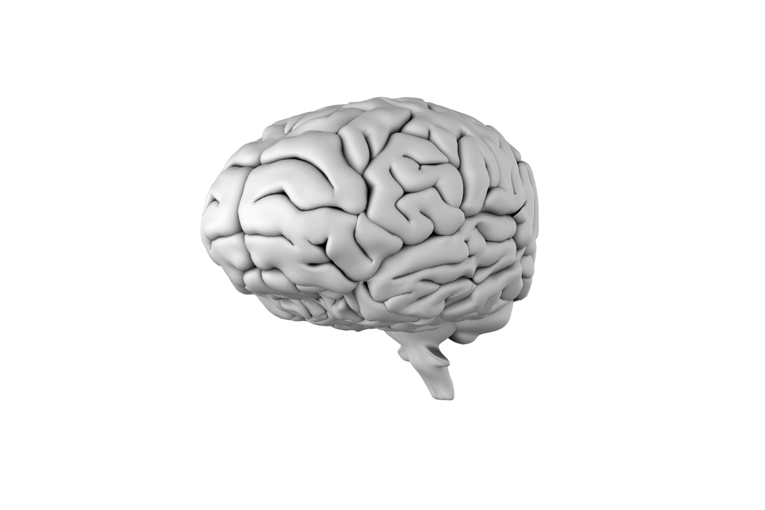 Detailed Digital Brain Illustration on Transparent Background - Download Free Stock Images Pikwizard.com