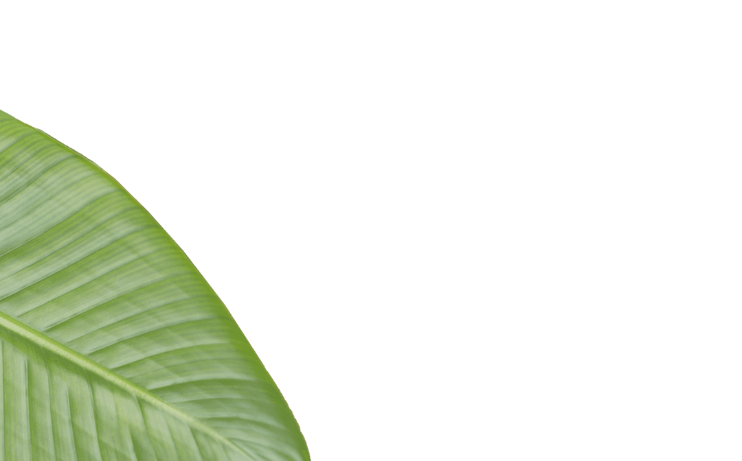 Green Banana Leaf with Transparent Background