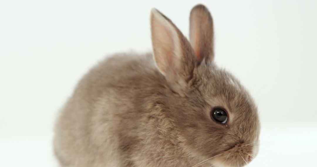 A close-up of a brown rabbit against a white background, with copy space - Free Images, Stock Photos and Pictures on Pikwizard.com