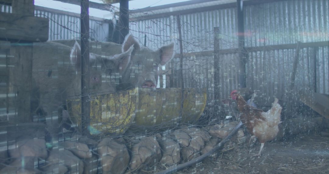 Pig and Chicken in Rustic Farm Barnyard