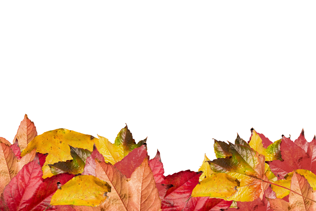 Colourful Autumn Leaves PNG Illustration with Transparent Background - Download Free Stock Images Pikwizard.com