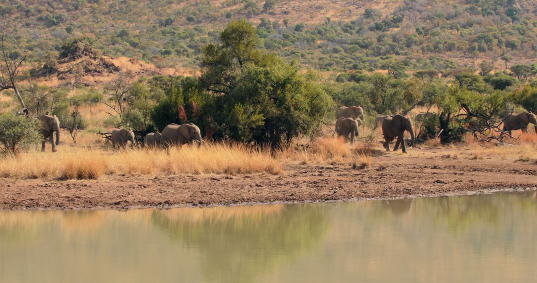 African elephants walking by lake against trees with copy space - Free Images, Stock Photos and Pictures on Pikwizard.com