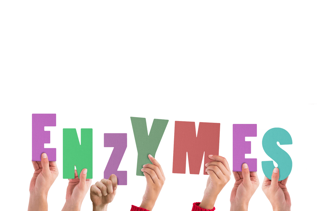 Hands Holding Enzymes Text on Transparent Background