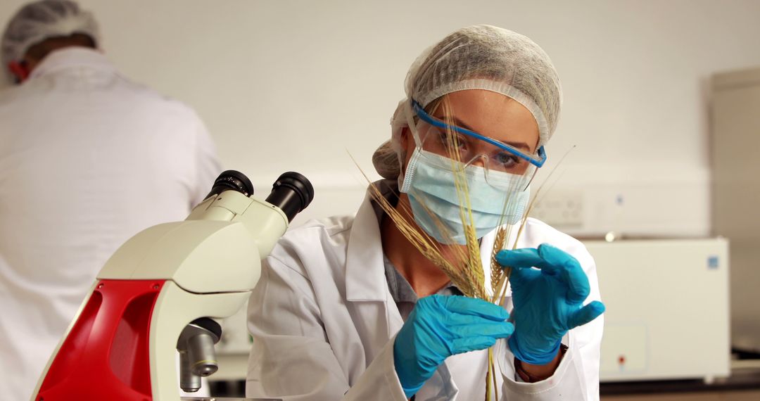 Female Scientist Examining Wheat in Laboratory - Free Images, Stock Photos and Pictures on Pikwizard.com