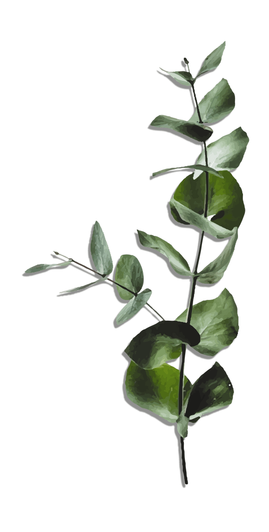 Transparent Watercolor Eucalyptus Sprig Botanical Illustration