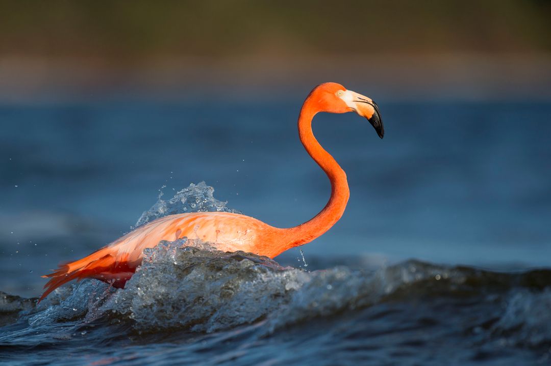 Flamingo Navigating Ocean Waves at Sunset
