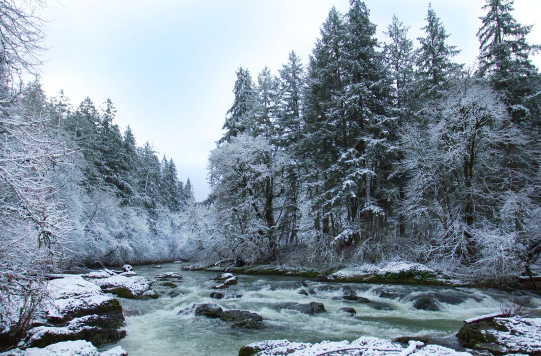 River Flowing Through Snow-Covered Evergreen Forest with Icy Rapids and Winter Glow