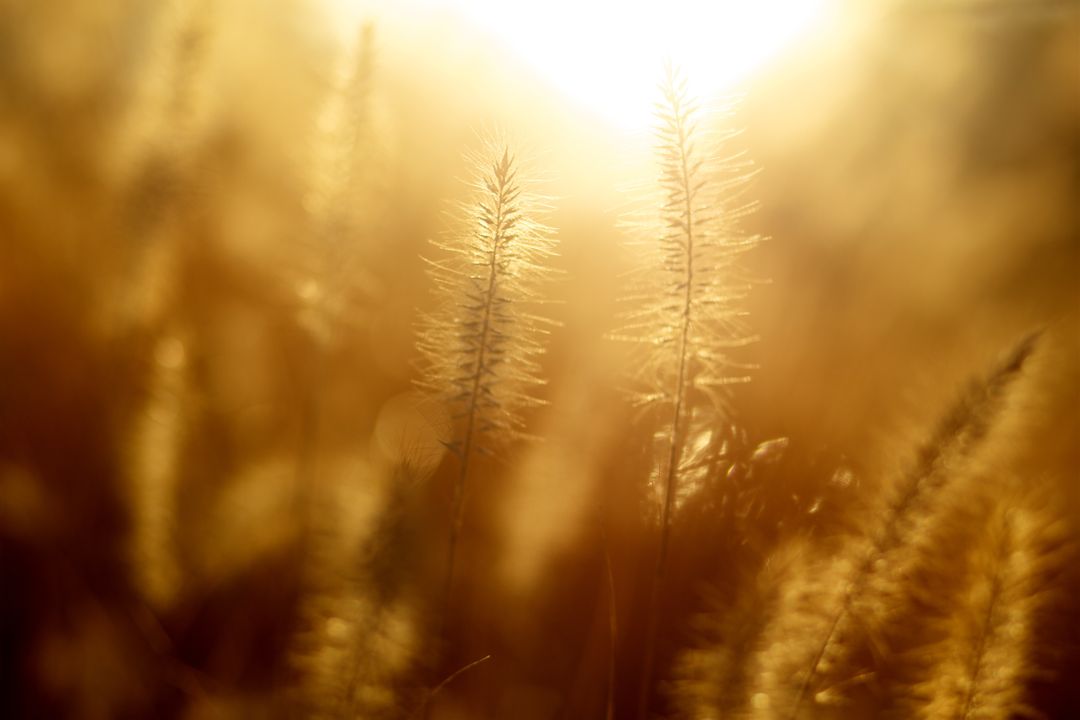 Blurry Golden Grass in Sunlight Creating Serene Morning Atmosphere - Free Images, Stock Photos and Pictures on Pikwizard.com