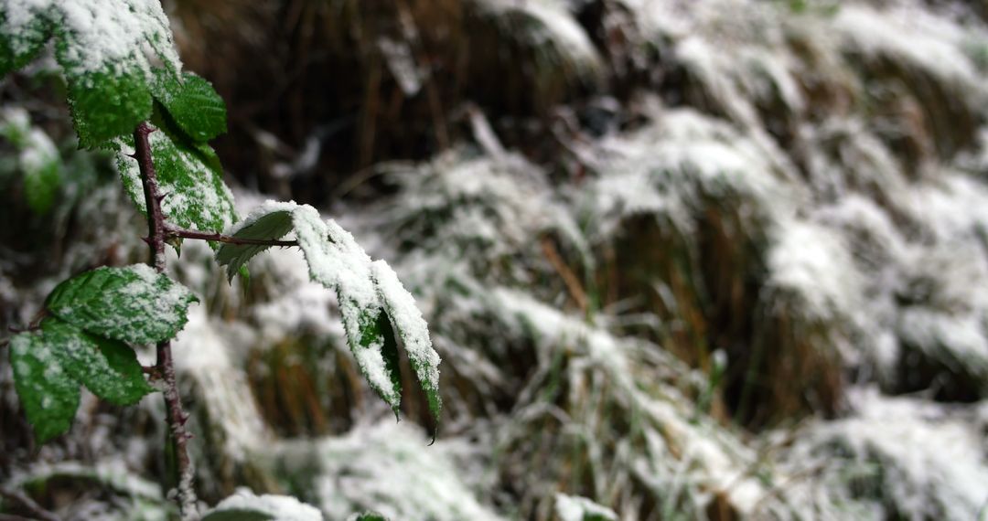 Snowfall on Green Plant in Winter Forest - Free Images, Stock Photos and Pictures on Pikwizard.com