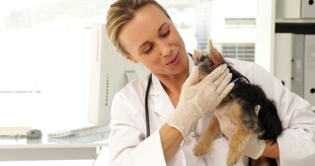Veterinarian Examining Puppy in Clinic - Free Images, Stock Photos and Pictures on Pikwizard.com