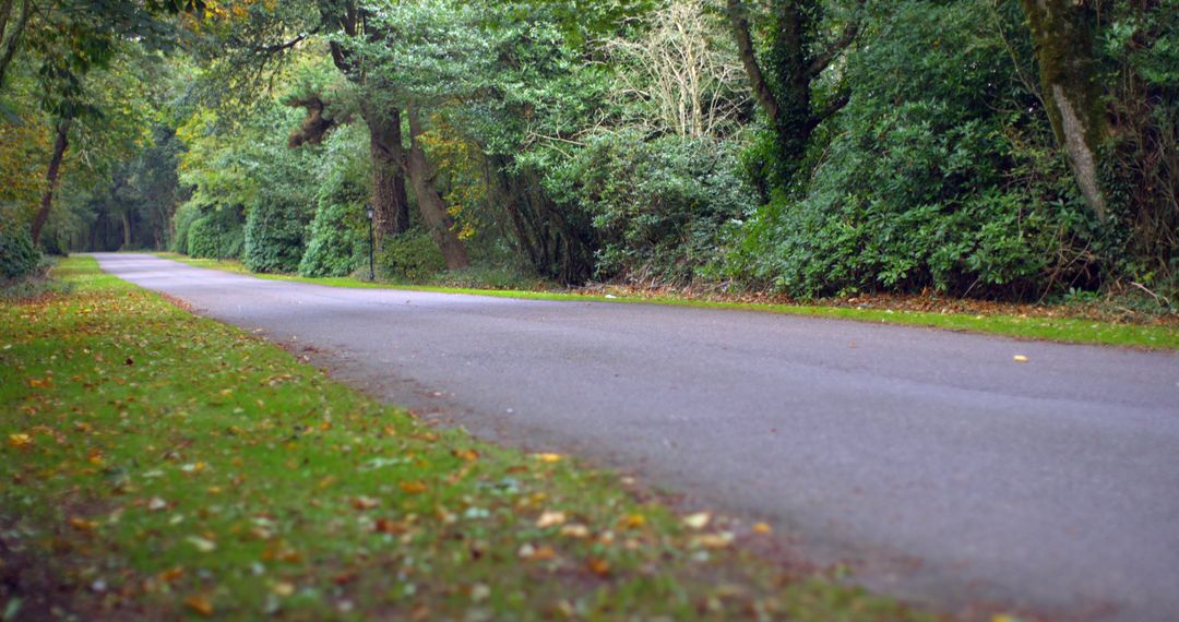 Serene Countryside Road with Trees and Lush Greenery - Free Images, Stock Photos and Pictures on Pikwizard.com