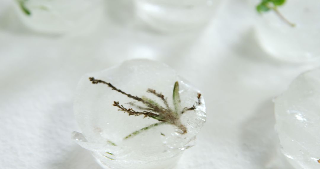 Close-up of Ice Cubes with Frozen Flora on White Surface - Free Images, Stock Photos and Pictures on Pikwizard.com