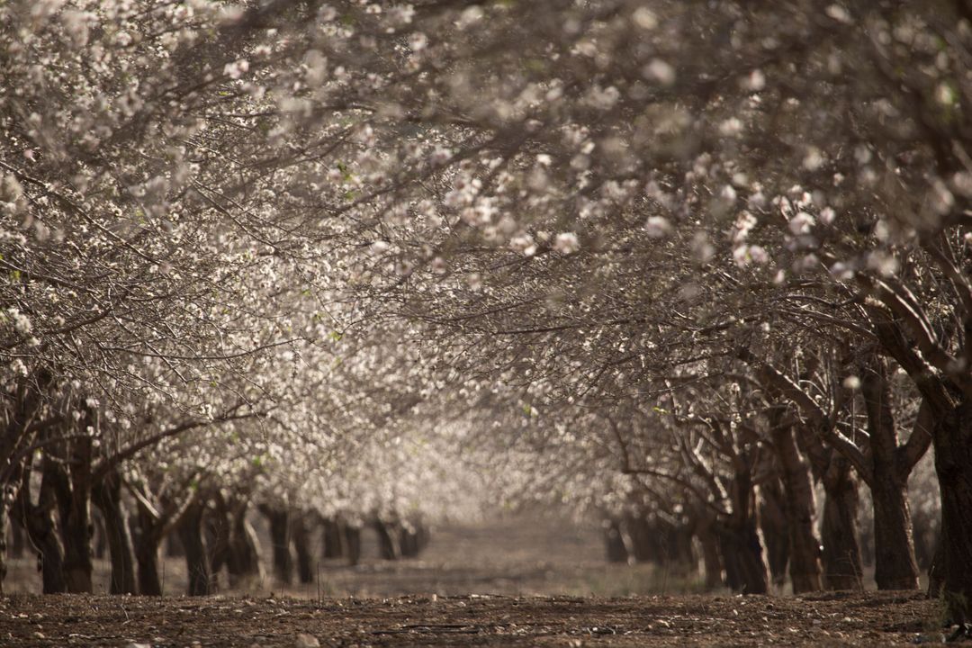 Cherry Blossom Trees Lining a Peaceful Pathway - Free Images, Stock Photos and Pictures on Pikwizard.com