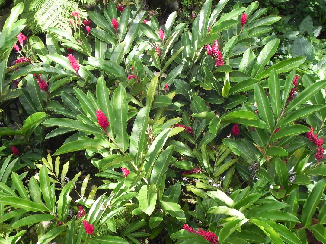 Lush Green Foliage with Vibrant Red Ginger Flowers in Garden - Free Images, Stock Photos and Pictures on Pikwizard.com