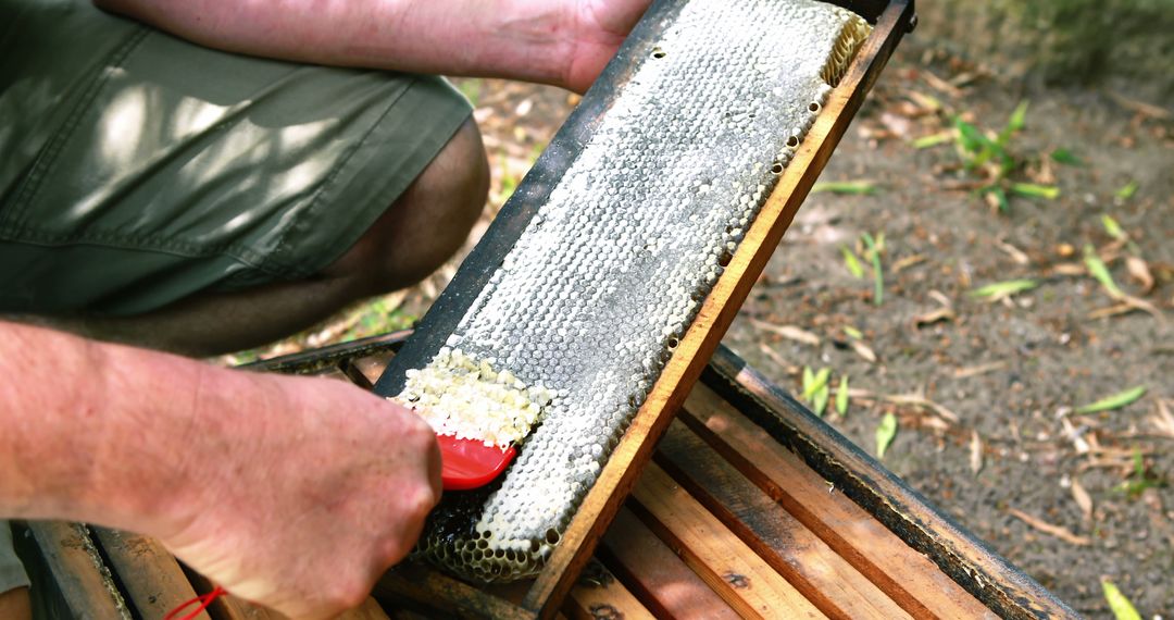 Beekeeper Scraping Honeycomb to Extract Honey - Free Images, Stock Photos and Pictures on Pikwizard.com