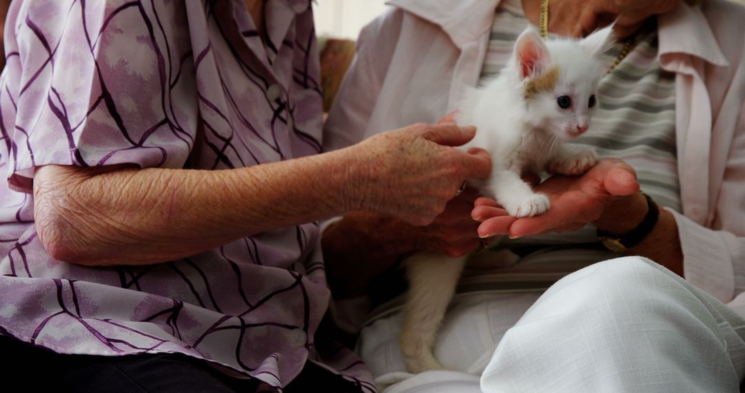 Elderly Women Holding Adorable Kitten Together - Free Images, Stock Photos and Pictures on Pikwizard.com