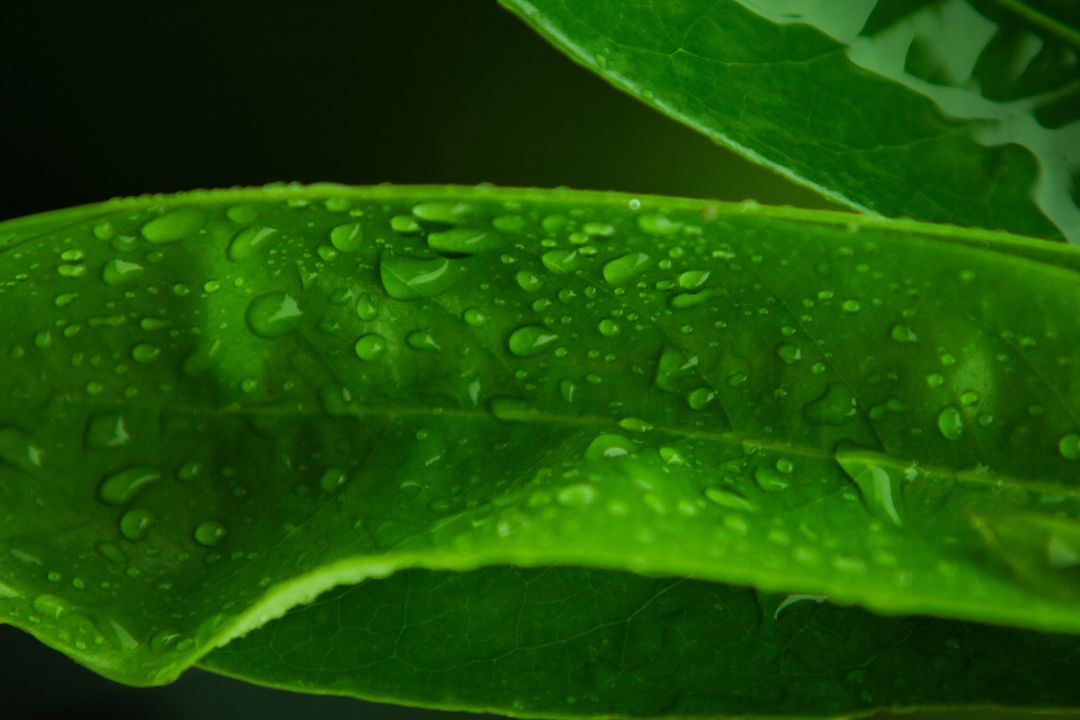 Closeup of Fresh Green Leaf with Water Droplets - Free Images, Stock Photos and Pictures on Pikwizard.com