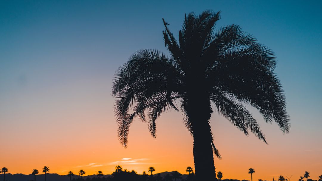 Silhouette of Palm Tree at Sunset with Vibrant Sky