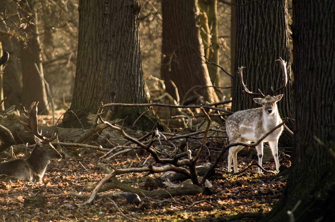 Fallow deer standing among oak trunks and tangled branches in golden autumn woodland