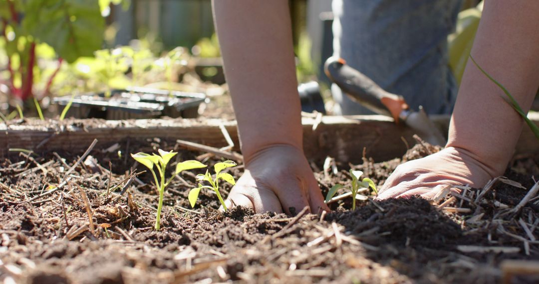 Hands Planting Seedlings in Sunny Garden Soil - Free Images, Stock Photos and Pictures on Pikwizard.com