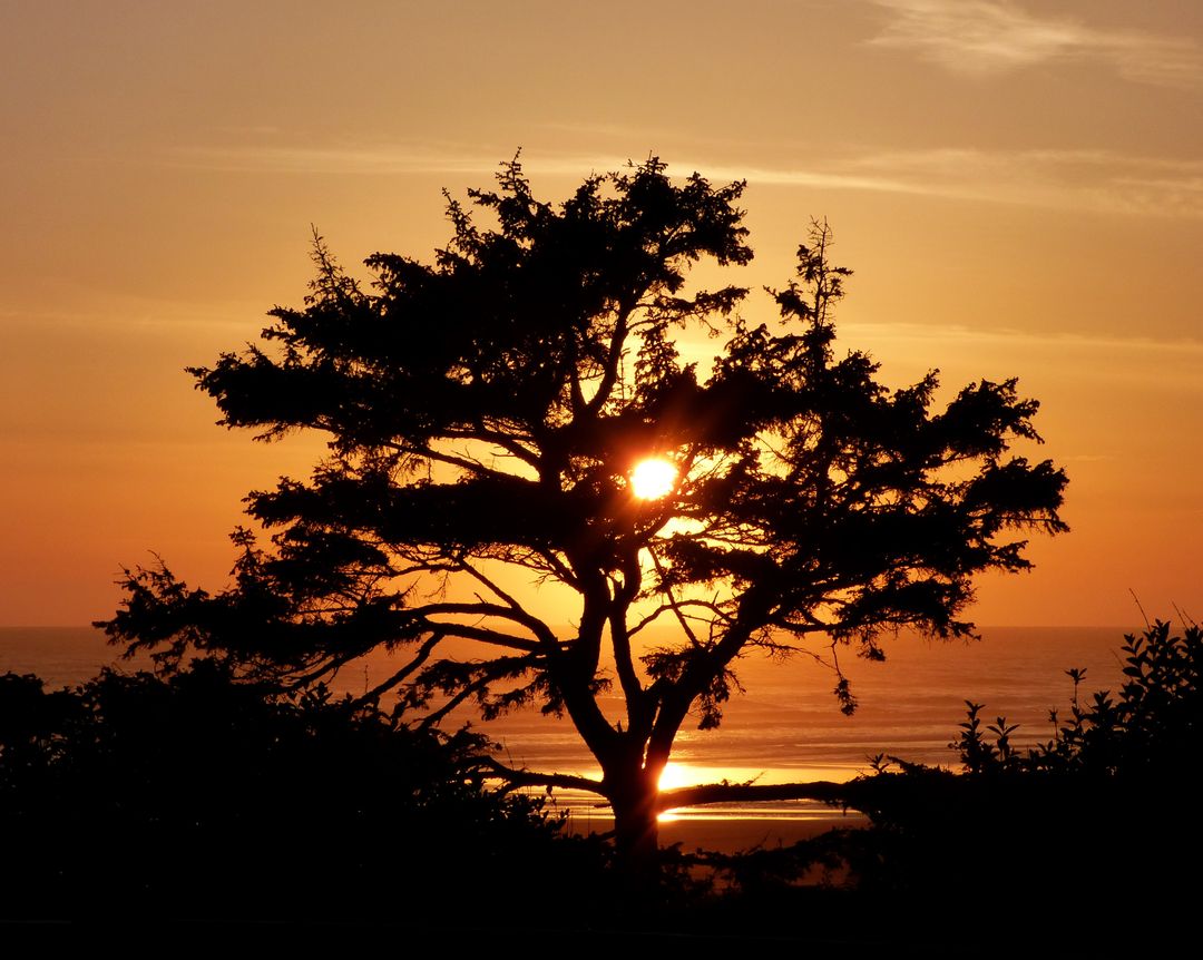 Silhouette Tree at Sunset on a Tranquil Beach - Free Images, Stock Photos and Pictures on Pikwizard.com