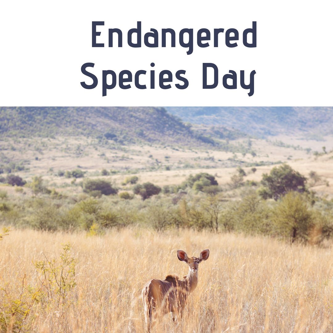 Deer in Grassland Celebrating Endangered Species Day