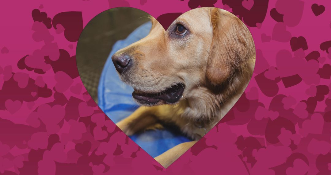 Golden Retriever in Heart Cutout Loving Dog Companionship
